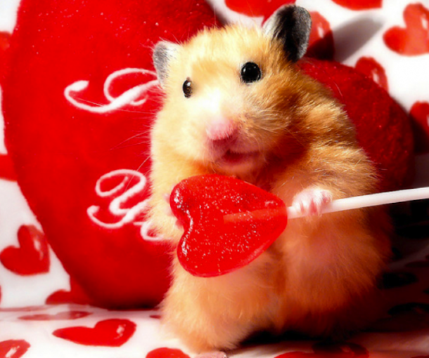 30 Valentine's for Pet Lover's - picture 11