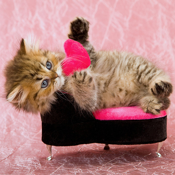30 Valentine's for Pet Lover's - picture 12