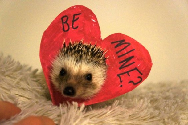 30 Valentine's for Pet Lover's - picture 14