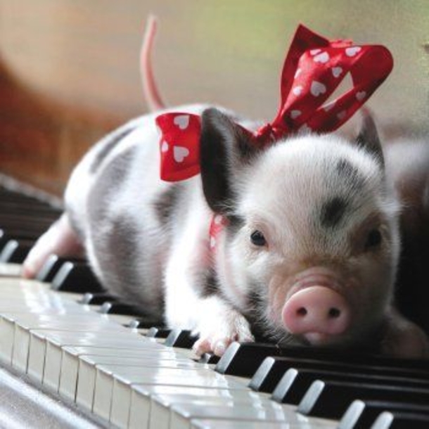 30 Valentine's for Pet Lover's - picture 15