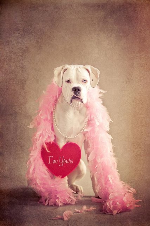 30 Valentine's for Pet Lover's - picture 16