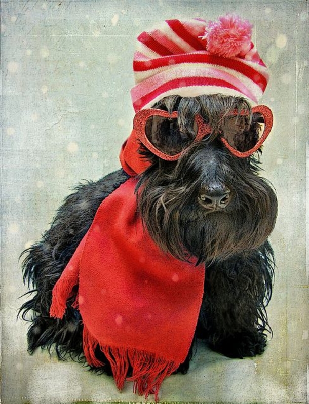 30 Valentine's for Pet Lover's - picture 17