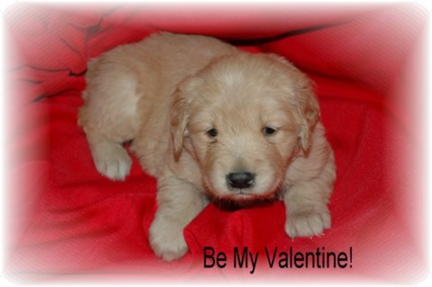 30 Valentine's for Pet Lover's - picture 18