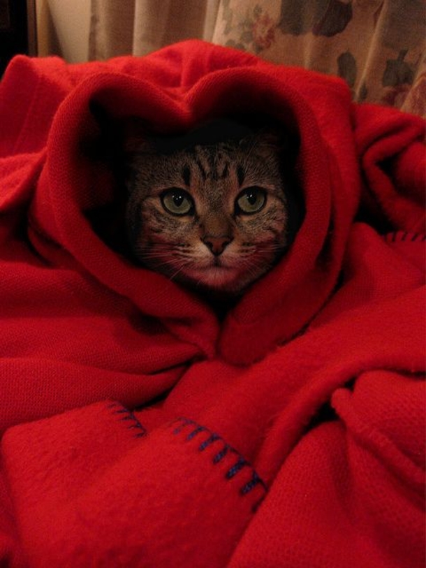 30 Valentine's for Pet Lover's - picture 19