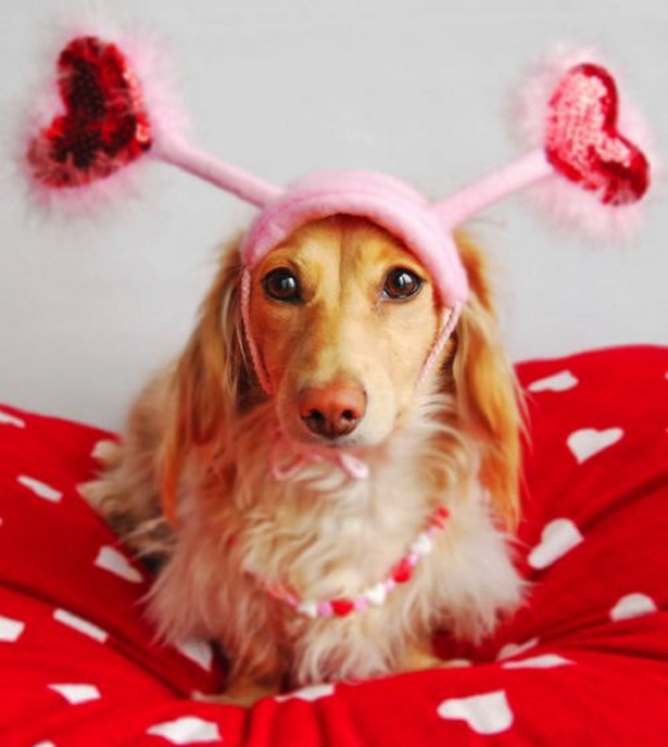 30 Valentine's for Pet Lover's - picture 2