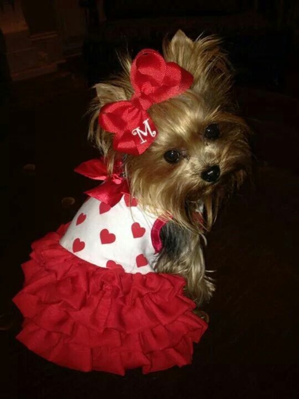 30 Valentine's for Pet Lover's - picture 20