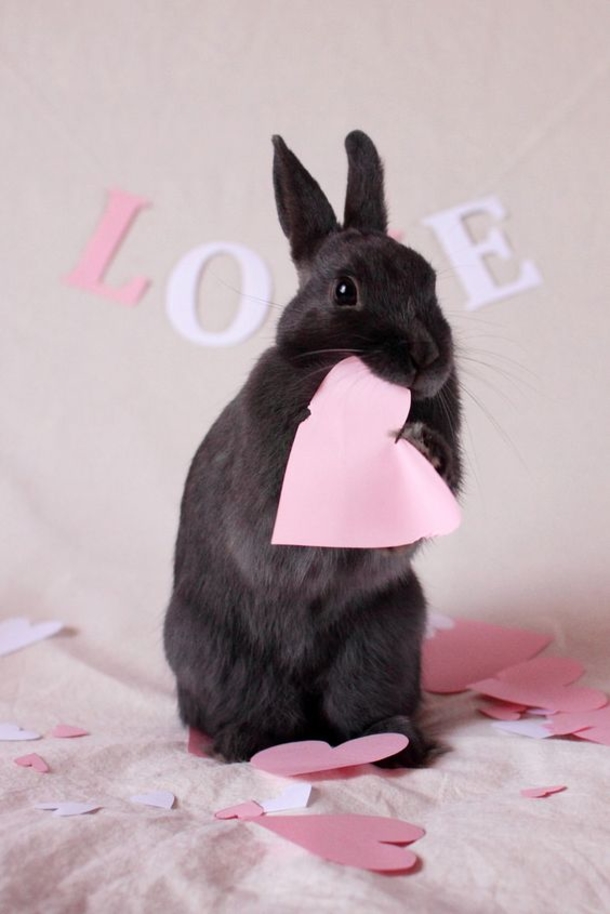 30 Valentine's for Pet Lover's - picture 21