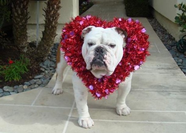 30 Valentine's for Pet Lover's - picture 22