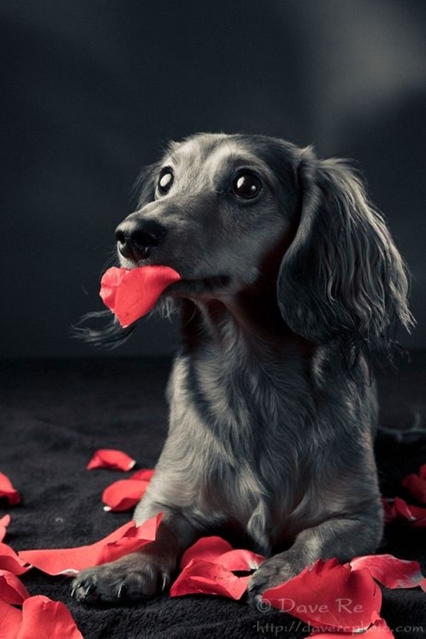 30 Valentine's for Pet Lover's - picture 24