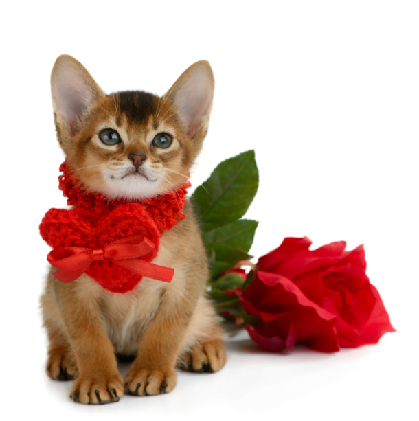 30 Valentine's for Pet Lover's - picture 25