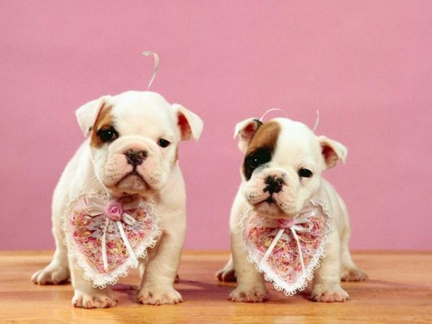 30 Valentine's for Pet Lover's - picture 26