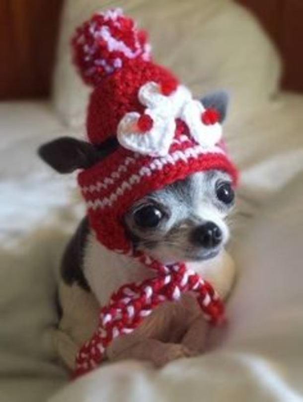 30 Valentine's for Pet Lover's - picture 27