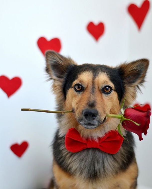 30 Valentine's for Pet Lover's - picture 28