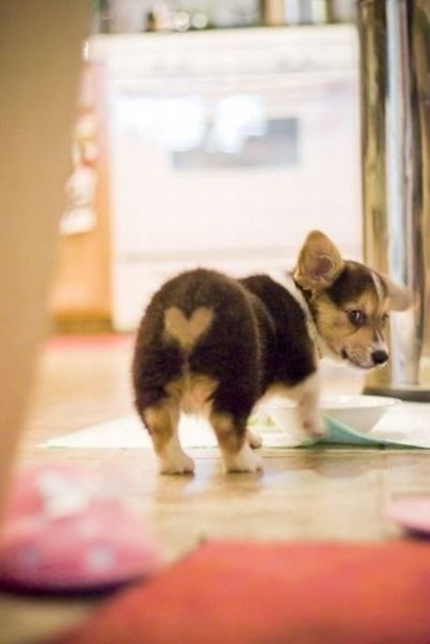 30 Valentine's for Pet Lover's - picture 29