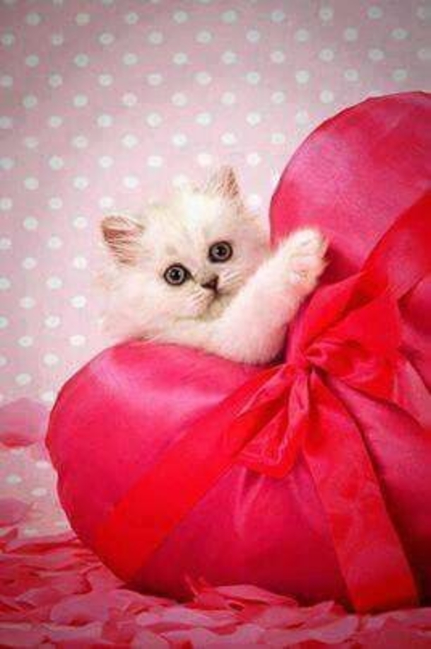 30 Valentine's for Pet Lover's - picture 3