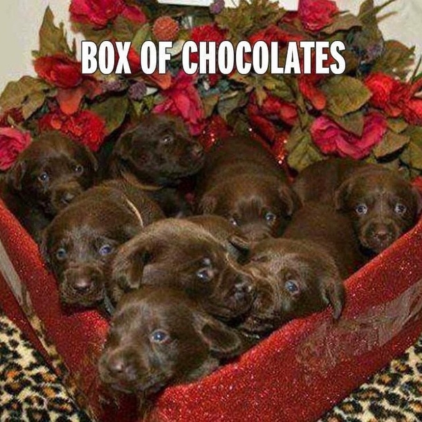 30 Valentine's for Pet Lover's - picture 5