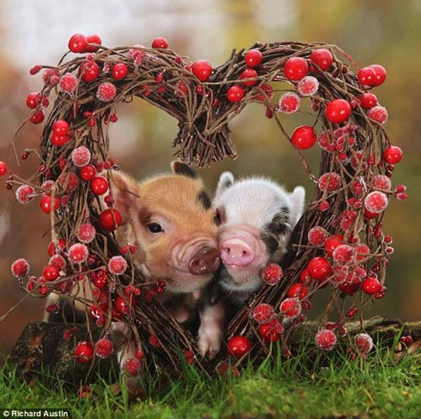 30 Valentine's for Pet Lover's - picture 6