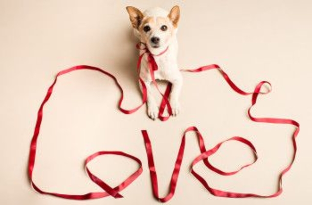 30 Valentine's for Pet Lover's - picture 7