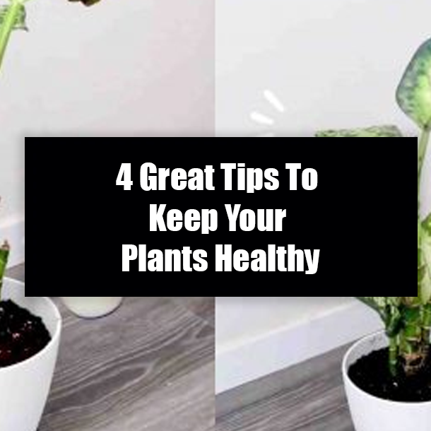 4 Great Tips To Keep Your Plants Healthy