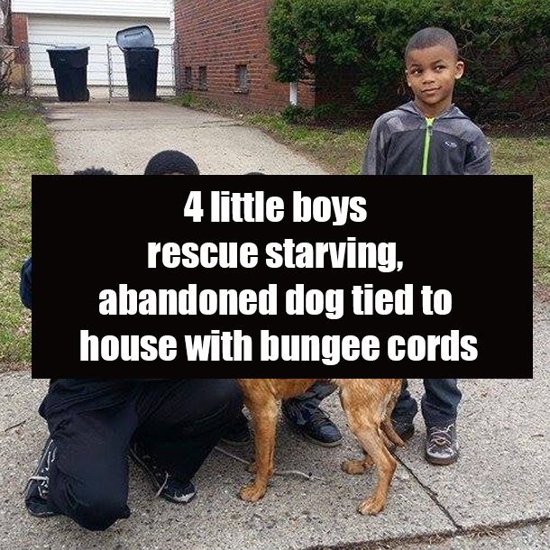 4 little boys rescue starving, abandoned dog tied to house with bungee cords