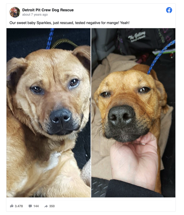 4 little boys rescue starving, abandoned dog tied to house with bungee cords - picture 3