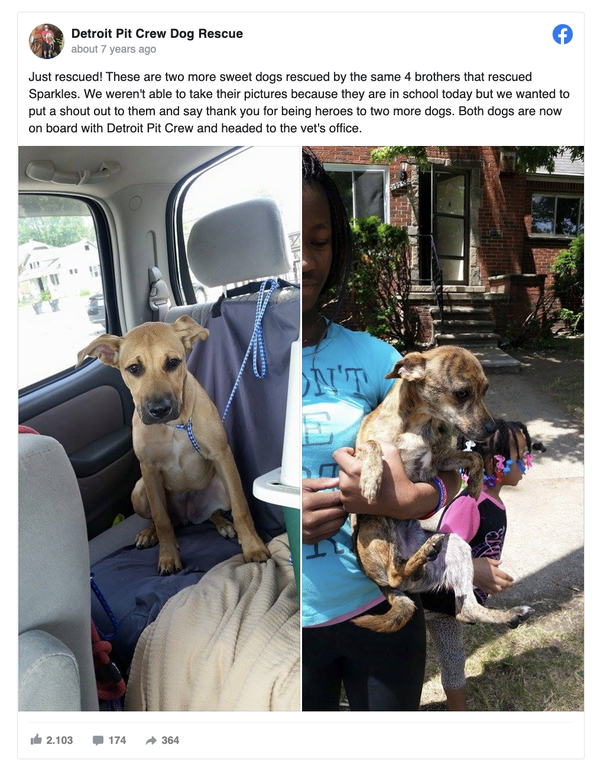 4 little boys rescue starving, abandoned dog tied to house with bungee cords - picture 4