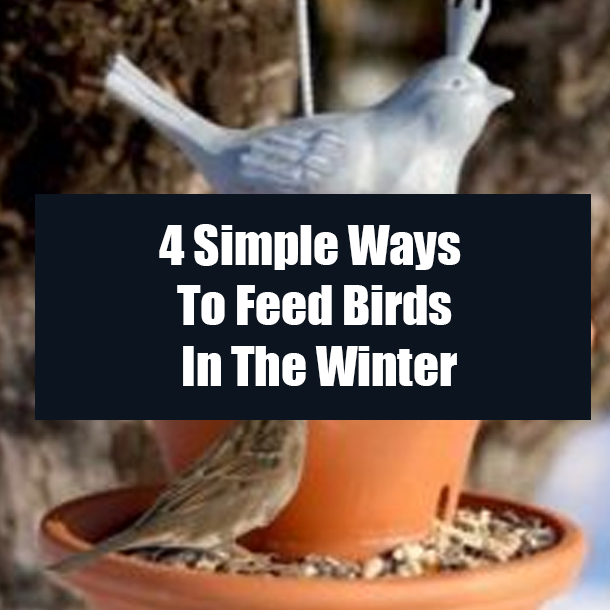 4 Simple Ways To Feed Birds In The Winter