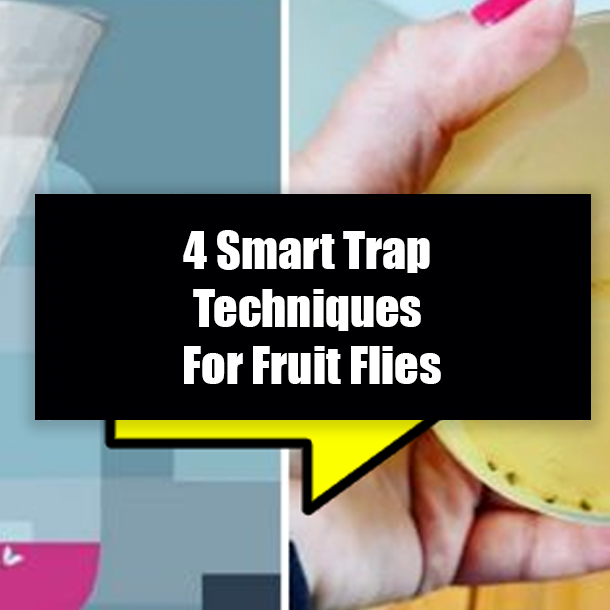 4 Smart Trap Techniques For Fruit Flies