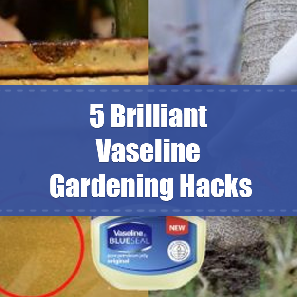 5 Brilliant Vaseline Gardening Hacks