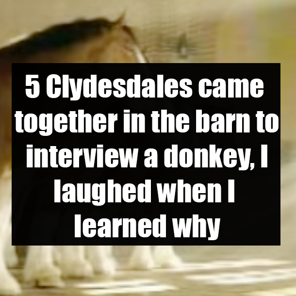 5 Clydesdales came together in the barn to interview a donkey, I laughed when I learned why