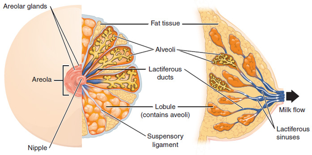 5 Natural And Effective Home Remedies To Lift Your Breasts - picture 2