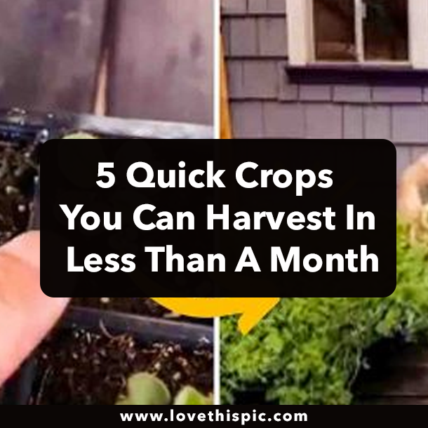 5 Quick Crops You Can Harvest In Less Than A Month
