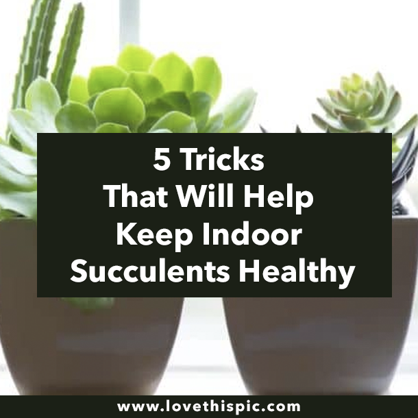 5 Tricks That Will Help Keep Indoor Succulents Healthy