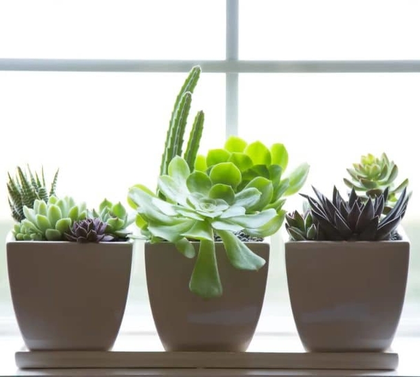 5 Tricks That Will Help Keep Indoor Succulents Healthy - picture 2