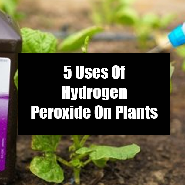 5 Uses Of Hydrogen Peroxide On Plants