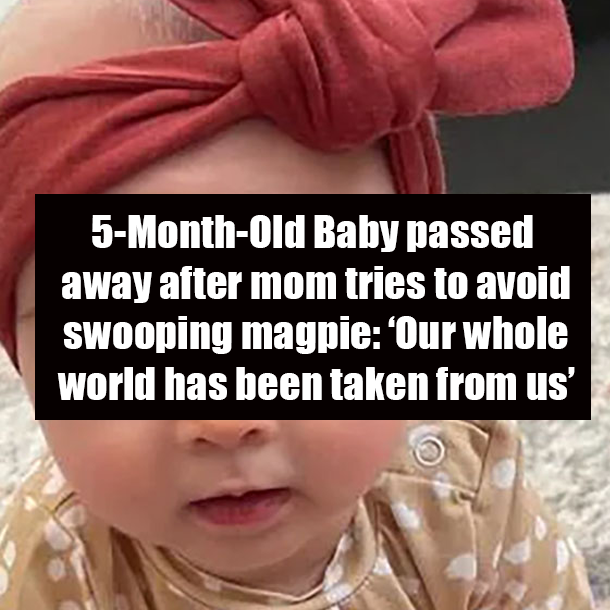 5-Month-Old Baby passed away after mom tries to avoid swooping magpie: ‘Our whole world has been taken from us’