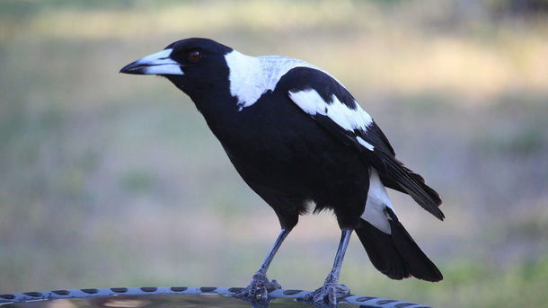 5-Month-Old Baby passed away after mom tries to avoid swooping magpie: ‘Our whole world has been taken from us’ - picture 3