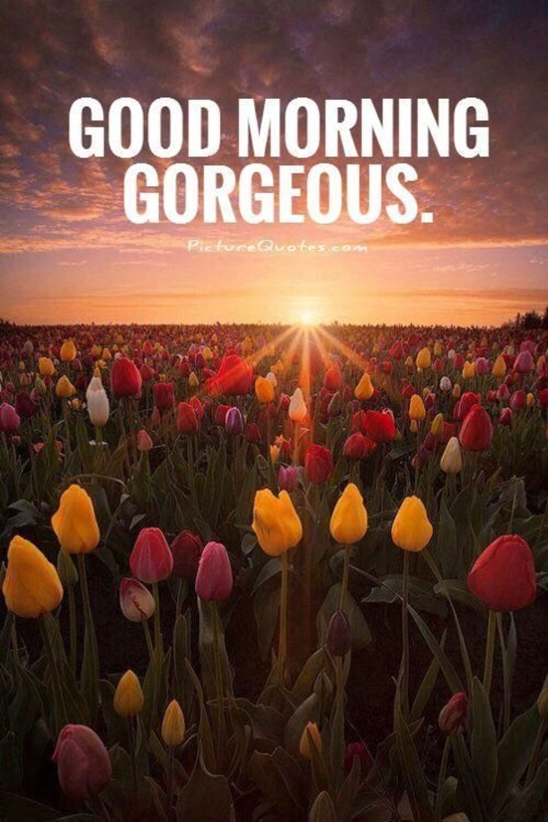 50 Beautiful Good Morning Love Quotes With Images - picture 51