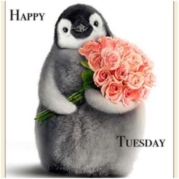 50 Best Happy Tuesday Quotes and Sayings with Pictures - picture 12