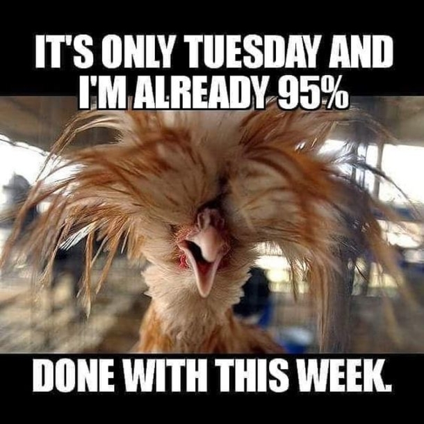 50 Best Happy Tuesday Quotes and Sayings with Pictures - picture 19