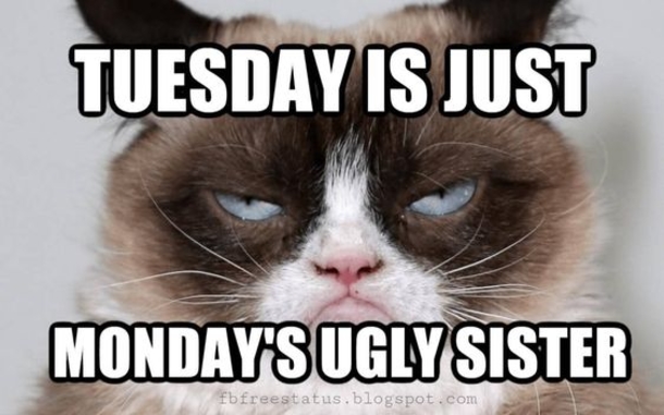 50 Best Happy Tuesday Quotes and Sayings with Pictures - picture 20
