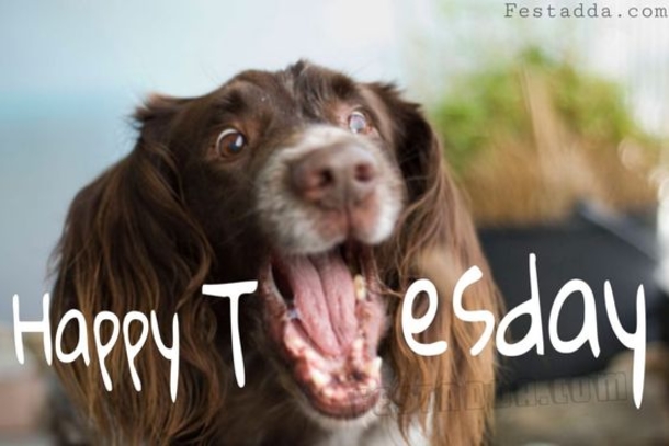 50 Best Happy Tuesday Quotes and Sayings with Pictures - picture 21