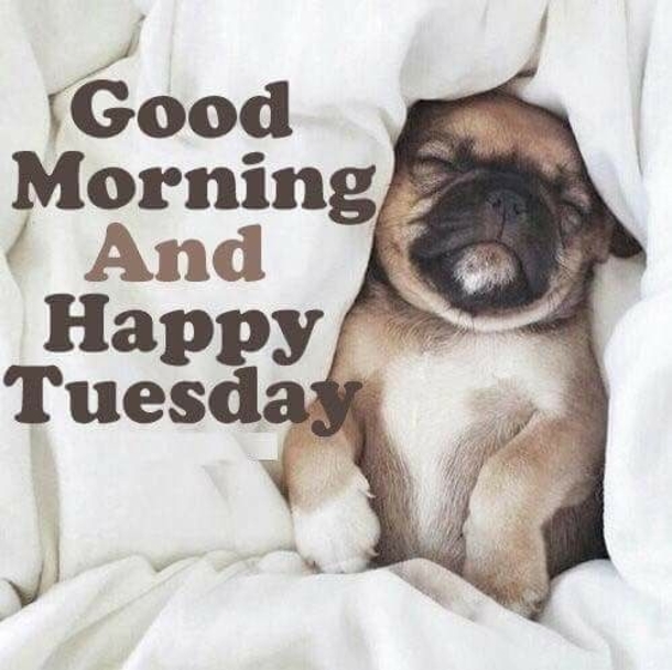 50 Best Happy Tuesday Quotes and Sayings with Pictures - picture 22