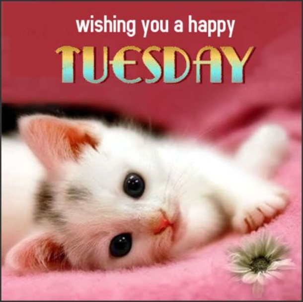 50 Best Happy Tuesday Quotes and Sayings with Pictures - picture 33