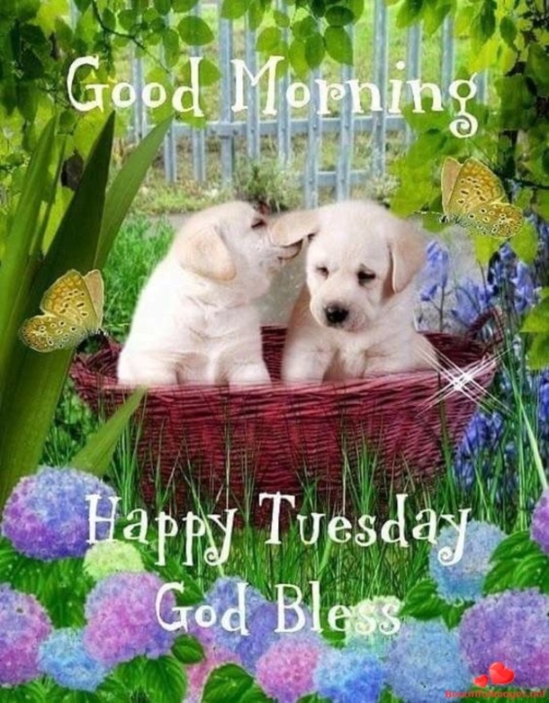 50 Best Happy Tuesday Quotes and Sayings with Pictures - picture 39