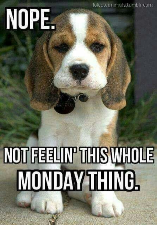 50 Of The Best Monday Quotes And Images To Love And Share - picture 23