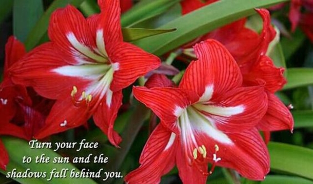 50 Quotes & Sayings To Live By - picture 20