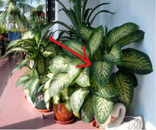 This Plant Will Kill A Child In Under A Minute And An Adult In Less Than 15 Minutes! Warning! - picture 2