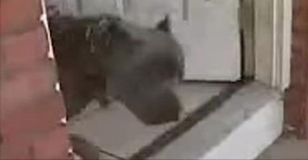 Woman Sees Pit Bull Escape, Then She Hears A Scream - A Second Later She Realizes What Happened - picture 2