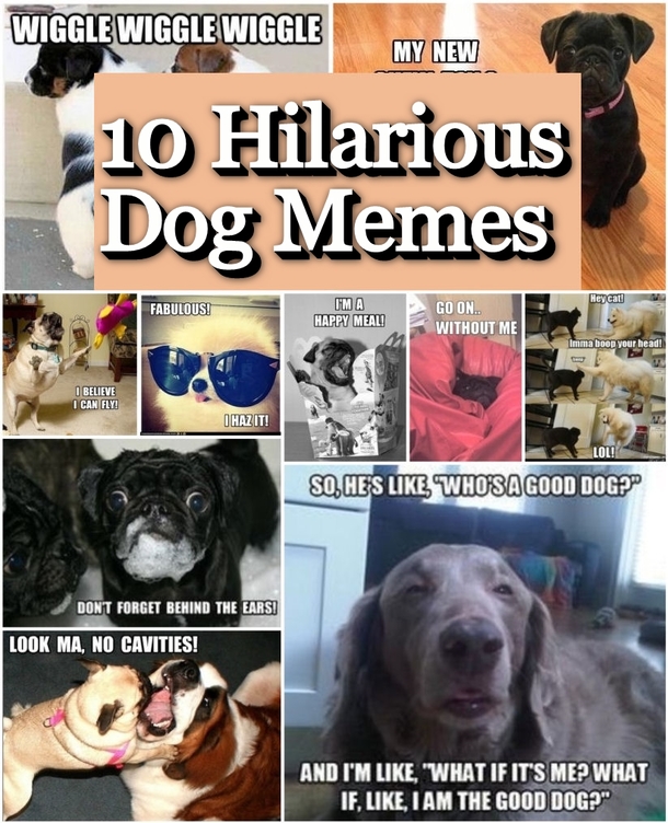 10 Funniest Dog Memes